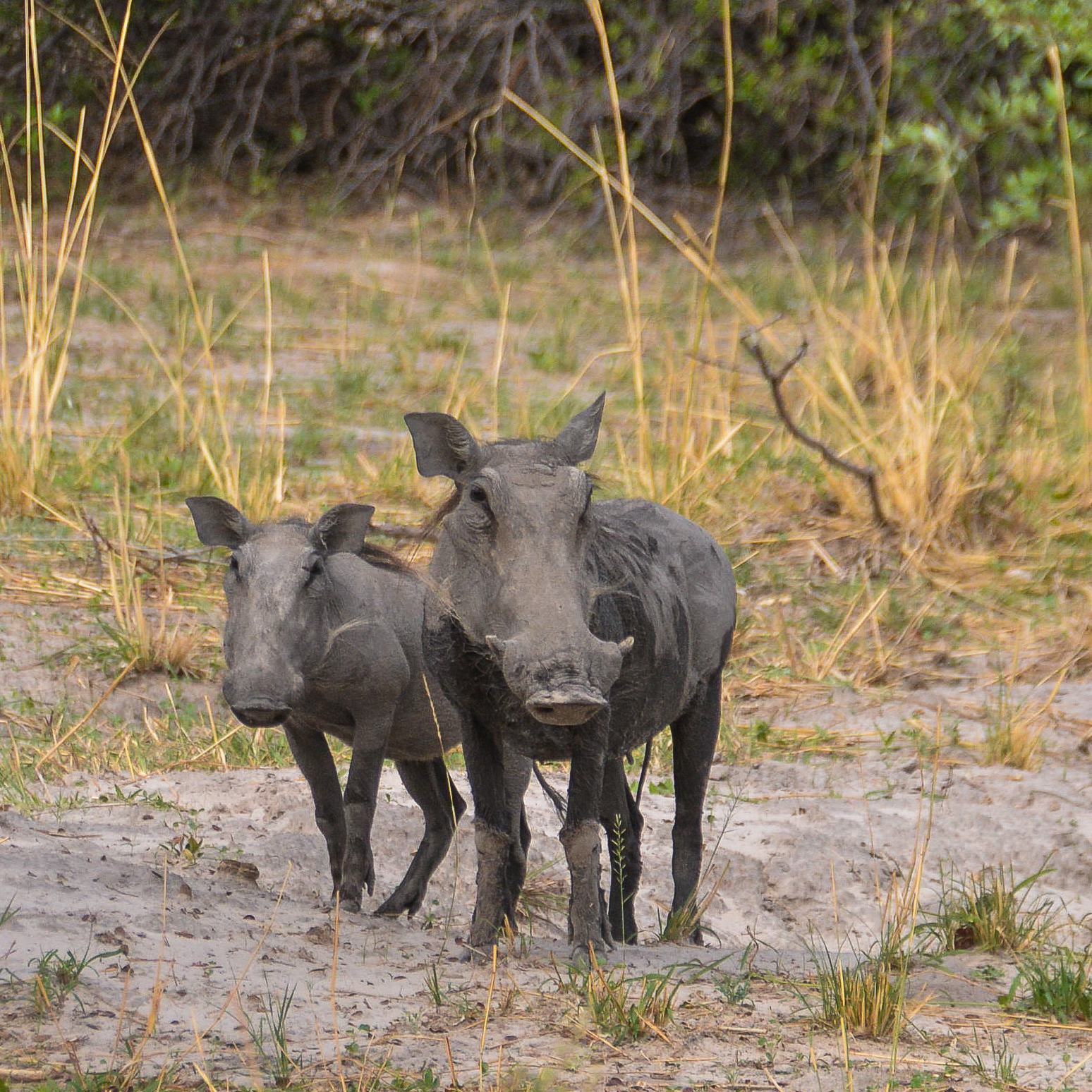 Phacochères communs (Warthog, Phacochoerus africanus), mère et grand juvénile, Kwando reserve, Delta de l'Okavango, Botswana.